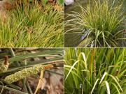 Acorus gramineus 